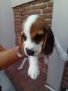 Beagle-hound-inglés-cachorritos